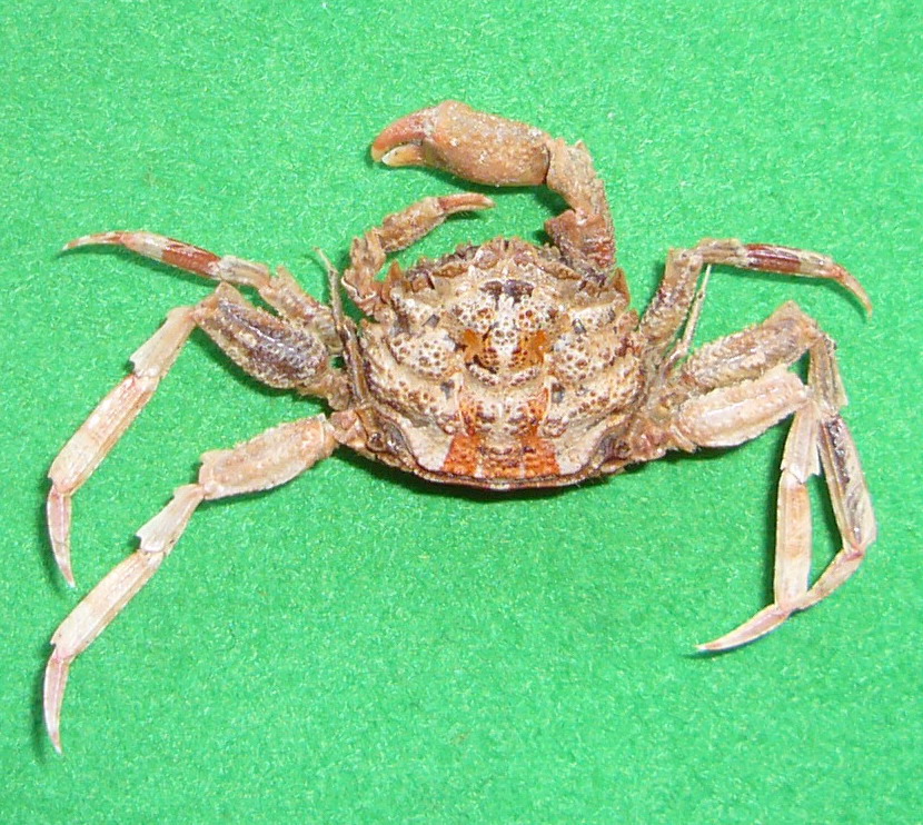 Palicus caronii